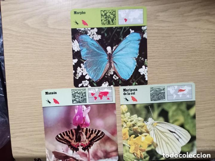 Libros de segunda mano: FICHAS ANIMALES - MORPHO - MACAON - MARIPOSA DE LA COL - Foto 1