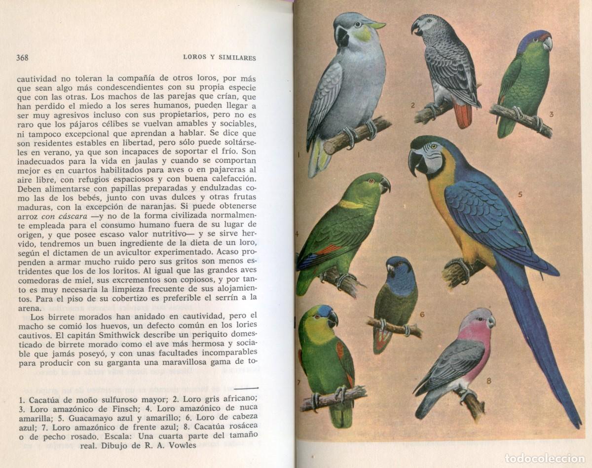 Libros de segunda mano: LOROS Y SIMILARES. Duque de Bedford. - Foto 7