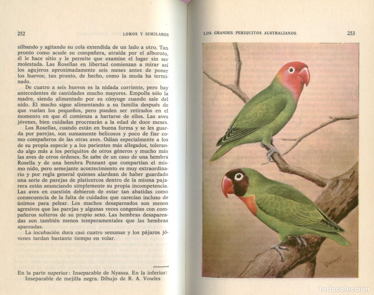 Libros de segunda mano: LOROS Y SIMILARES. Duque de Bedford. - Foto 8