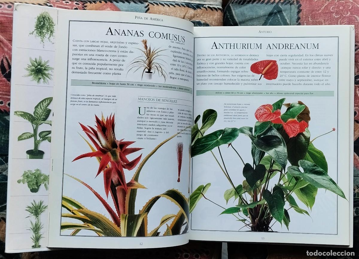 Libros de segunda mano: EL LIBRO DE LAS PLANTAS. DE LA COLECCION LAS COSAS DE CASA. NUMERO 3 - Foto 4