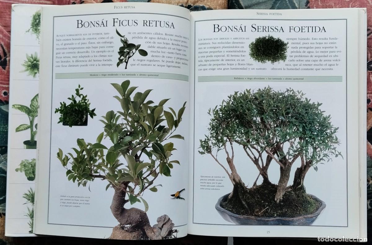 Libros de segunda mano: EL LIBRO DE LAS PLANTAS. DE LA COLECCION LAS COSAS DE CASA. NUMERO 3 - Foto 5