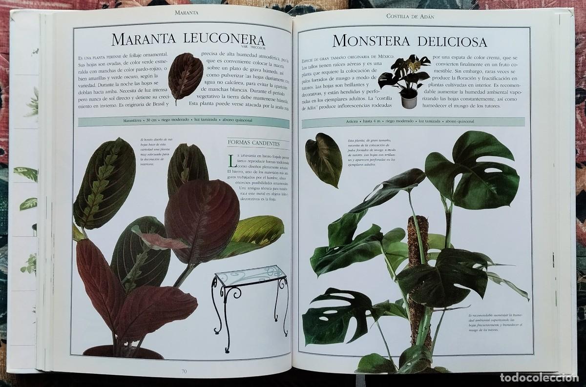 Libros de segunda mano: EL LIBRO DE LAS PLANTAS. DE LA COLECCION LAS COSAS DE CASA. NUMERO 3 - Foto 7