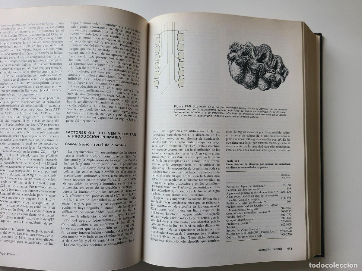 Libros de segunda mano: Ecolog&iacute;a. Ram&oacute;n Margalef - Foto 15