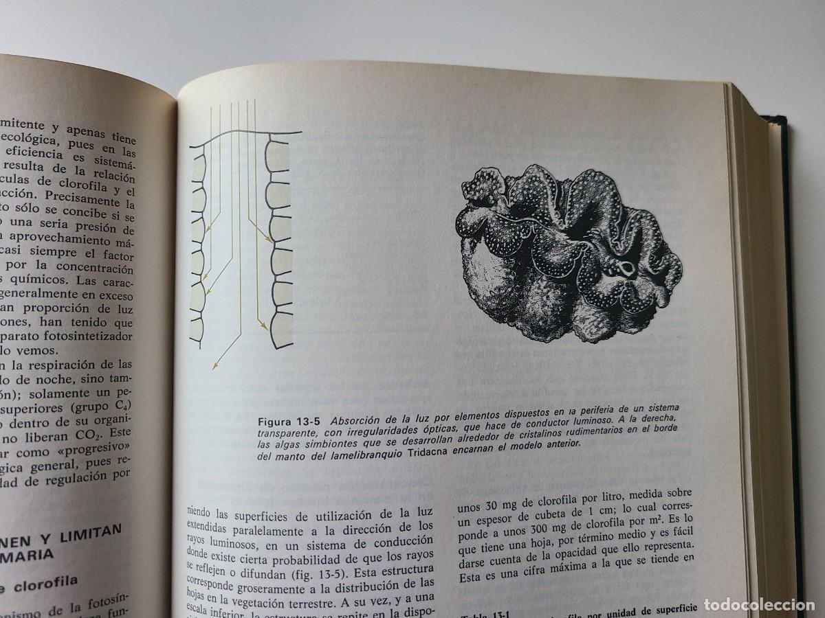 Libros de segunda mano: Ecolog&iacute;a. Ram&oacute;n Margalef - Foto 16