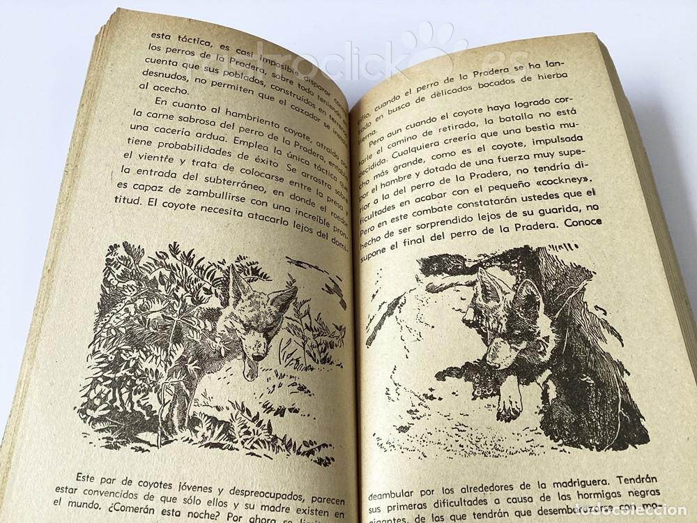 Libros de segunda mano: Libro La gran pradera &ndash; Walt Disney &ndash; Alcotan - Ediciones G.P - Mistol - Foto 11
