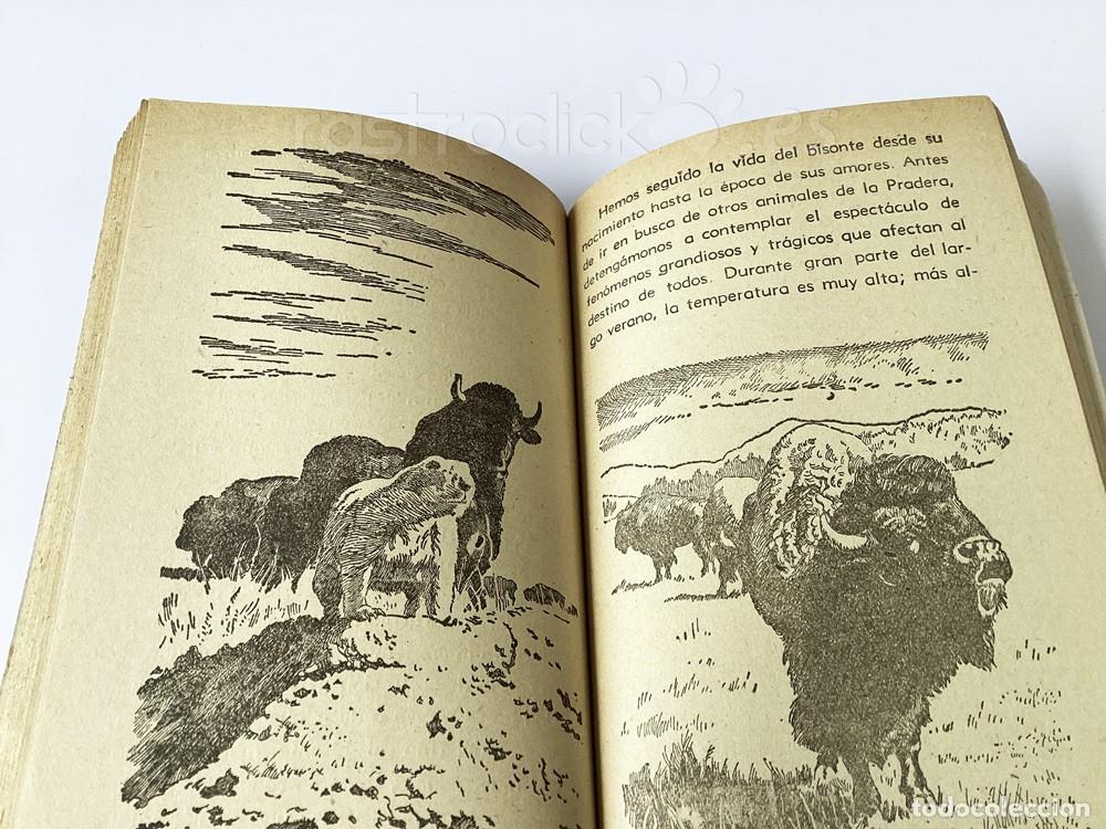 Libros de segunda mano: Libro La gran pradera &ndash; Walt Disney &ndash; Alcotan - Ediciones G.P - Mistol - Foto 12