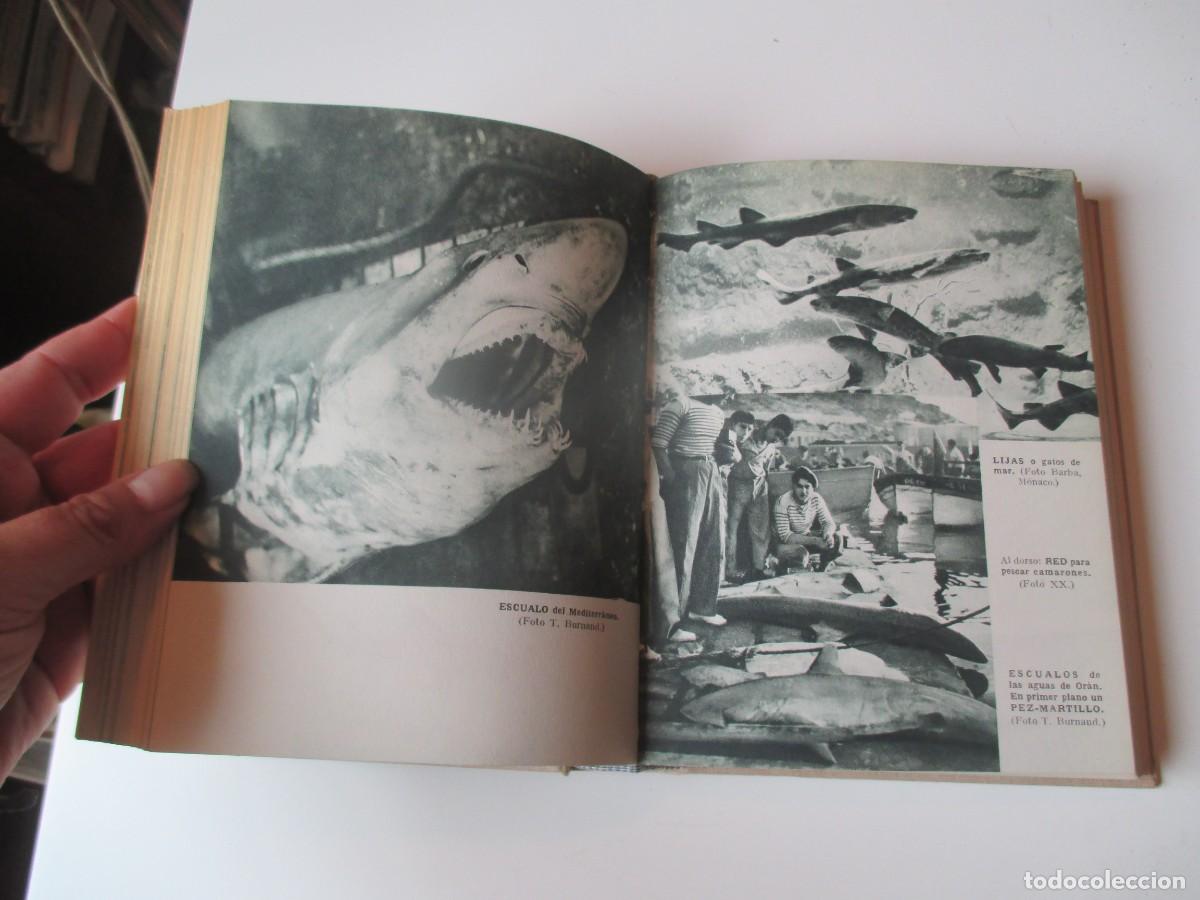 Libros de segunda mano: VV.AA. La pesca en el mar W39693 - Foto 4