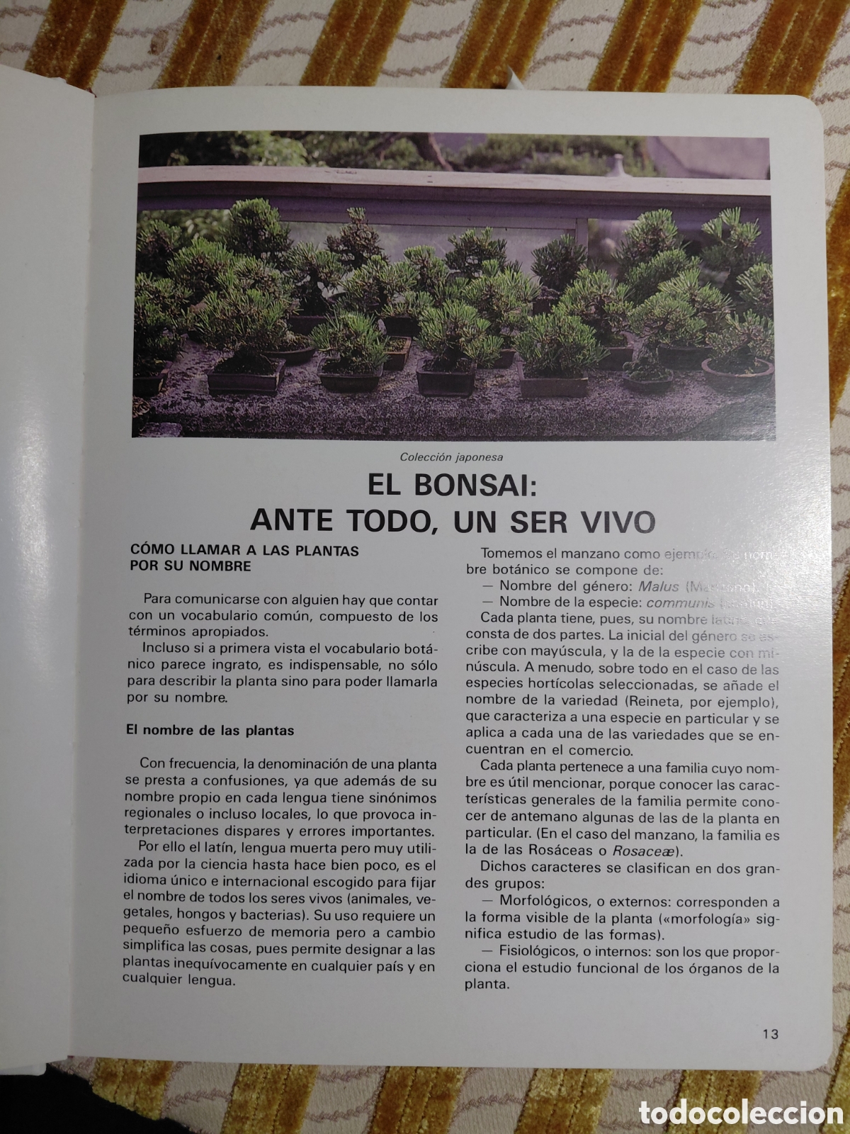 Libros de segunda mano: Guia para el cuidado del bonsai, Nessmann - Foto 2