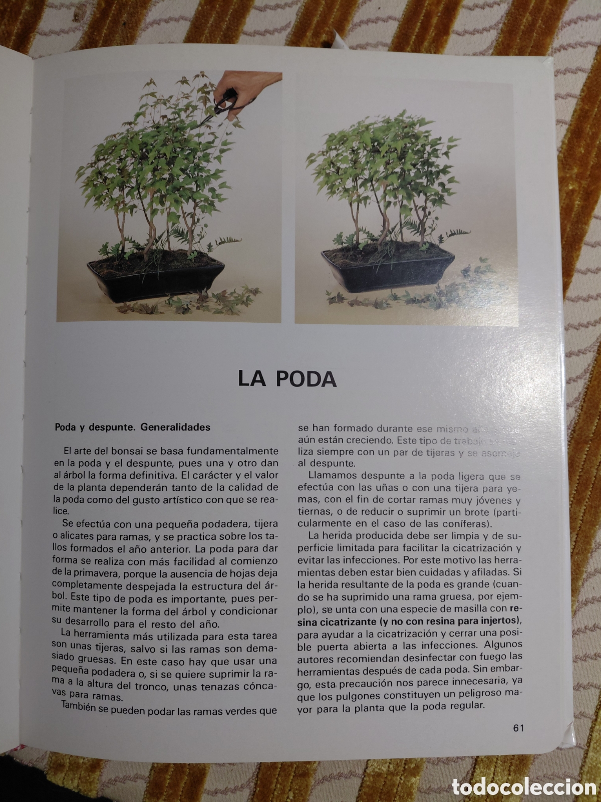 Libros de segunda mano: Guia para el cuidado del bonsai, Nessmann - Foto 3