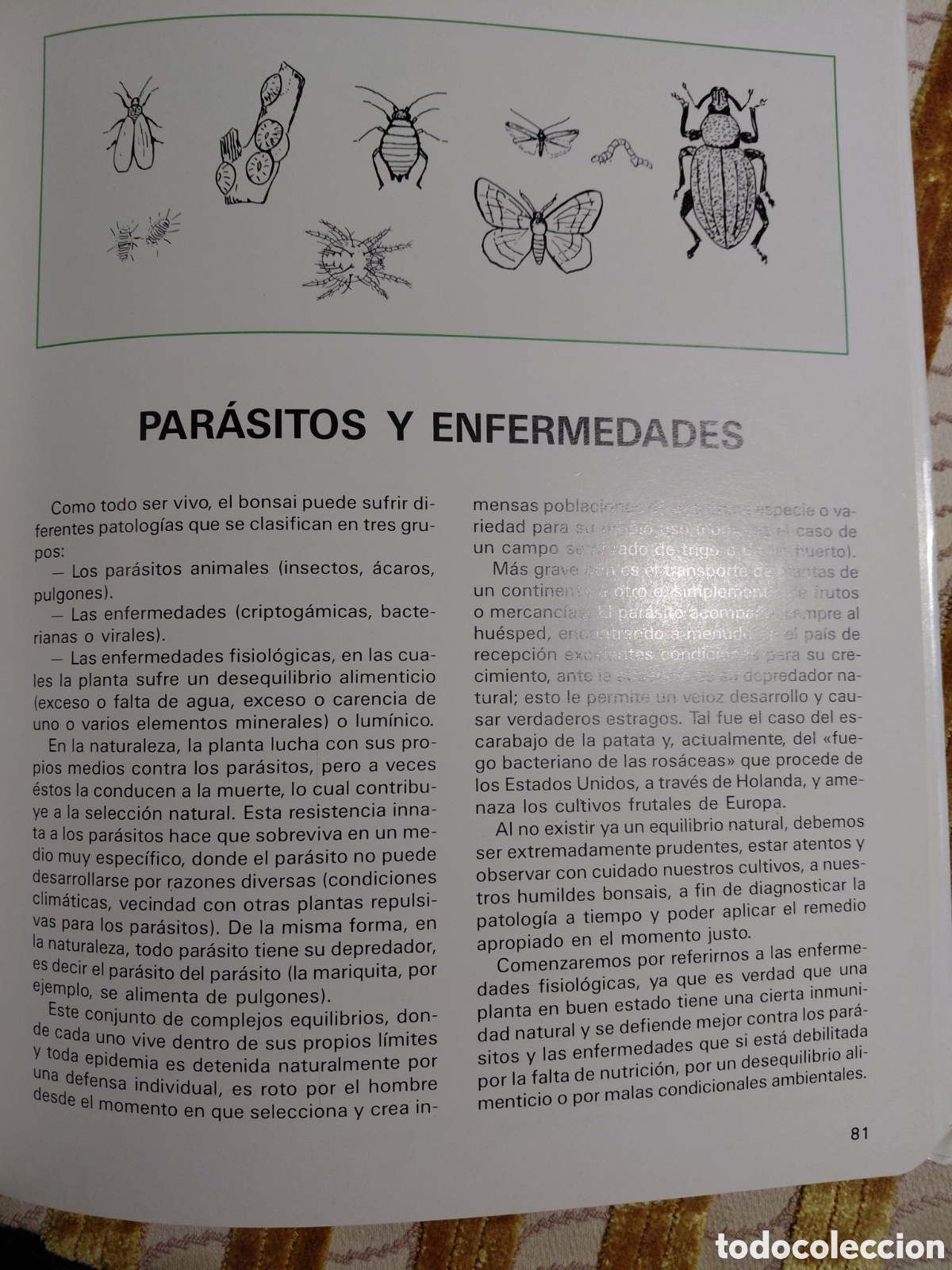 Libros de segunda mano: Guia para el cuidado del bonsai, Nessmann - Foto 4