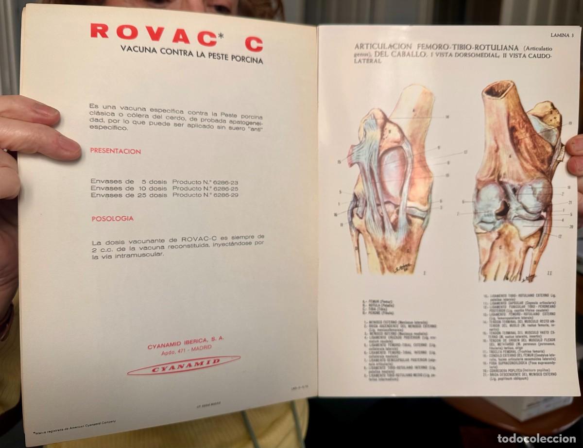 Libros de segunda mano: Anatomia del caballo manual ilustrado - Foto 2