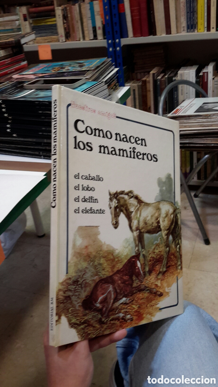 Libri di seconda mano: Como nacen los mamiferos (el caballo, el lobo, el delfin, el elefante)