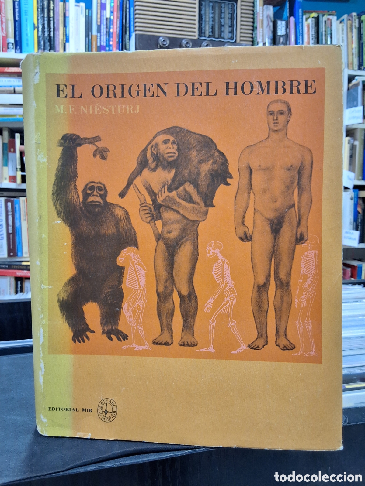 Libros de segunda mano: EL ORIGEN DEL HOMBRE - M.F. NI&Eacute;STURJ - ANTROPOLOG&Iacute;A - ENV&Iacute;O DESDE 2,50&euro;
