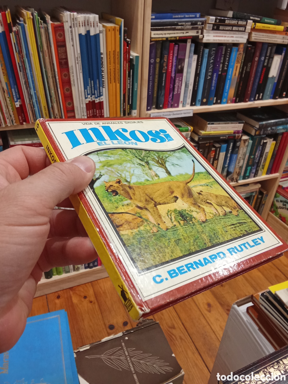 Libros de segunda mano: Inkosi El Le&oacute;n - C. Bernard Rutley - Editorial Molino