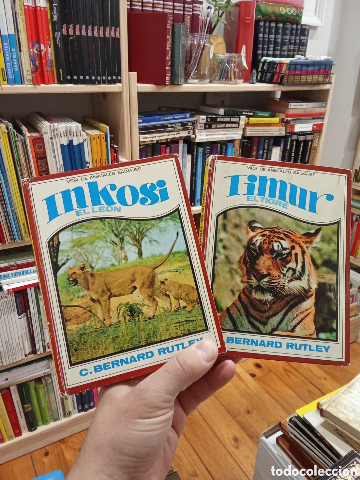 Libros de segunda mano: Timu El Tigre y Inkosi El Le&oacute;n - C. Bernard Rutley - Editorial Molino