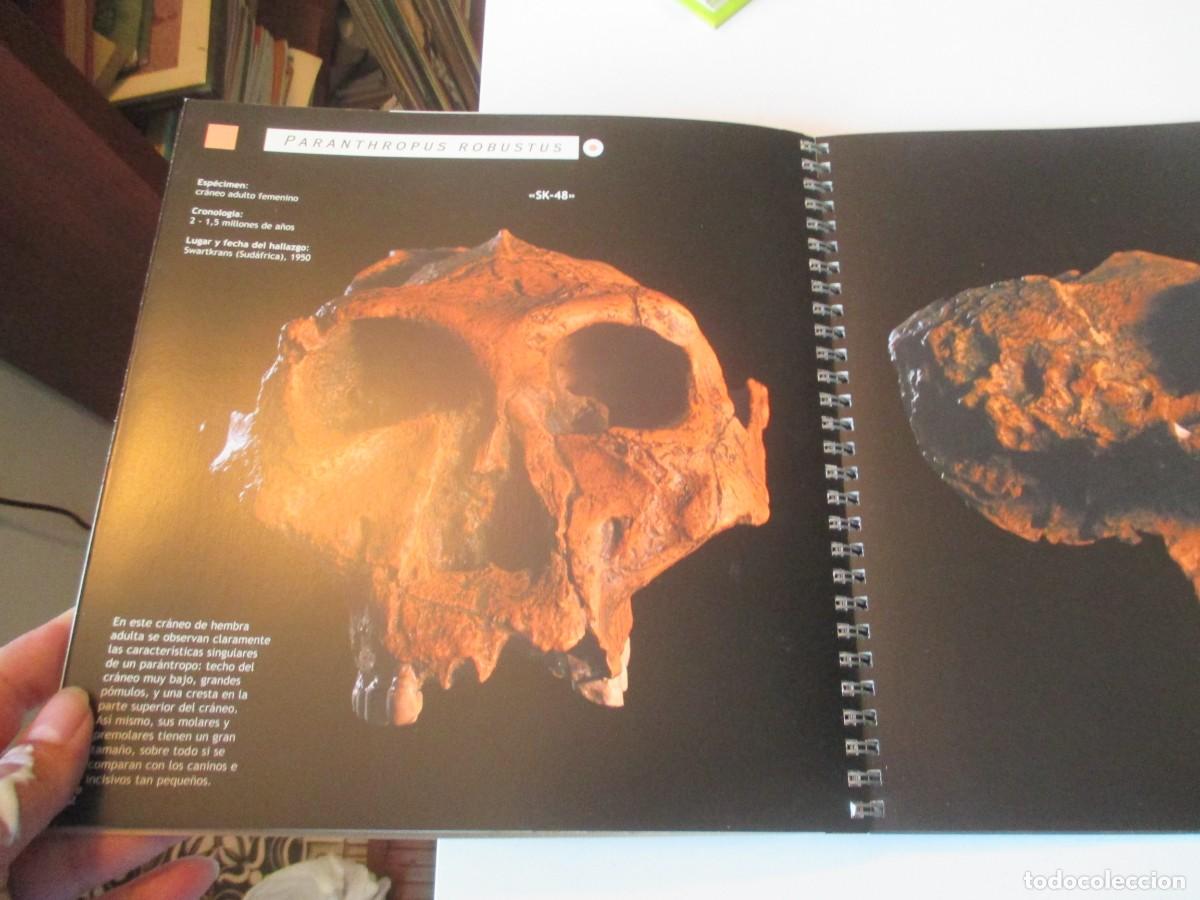 Libros de segunda mano: Hom&iacute;nidos: El origen del hombre W40651 - Foto 3