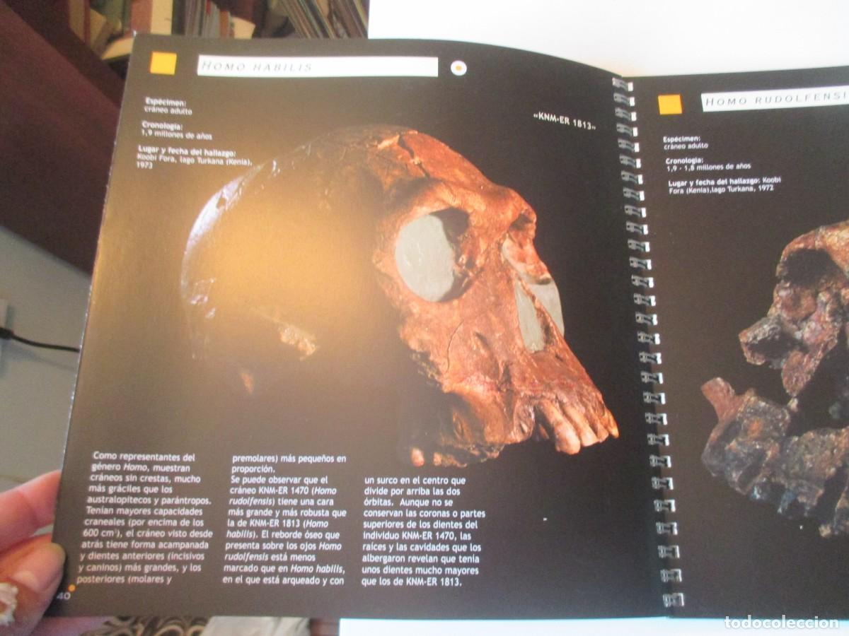 Libros de segunda mano: Hom&iacute;nidos: El origen del hombre W40651 - Foto 4