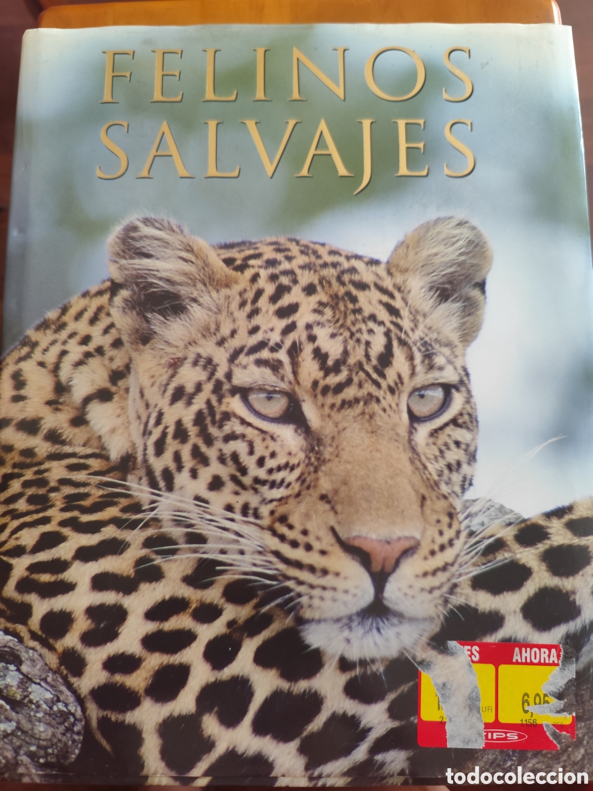 Second hand books: Grandes felinos salvajes