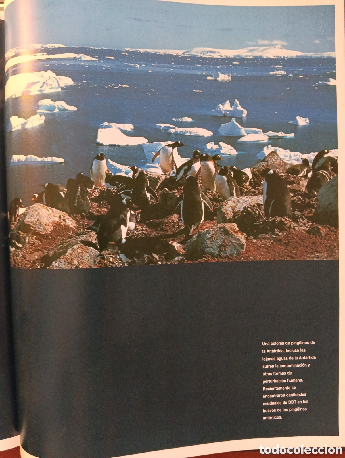 Libros de segunda mano: El universo de Jacques Cousteau, La aventura del mar - Foto 6