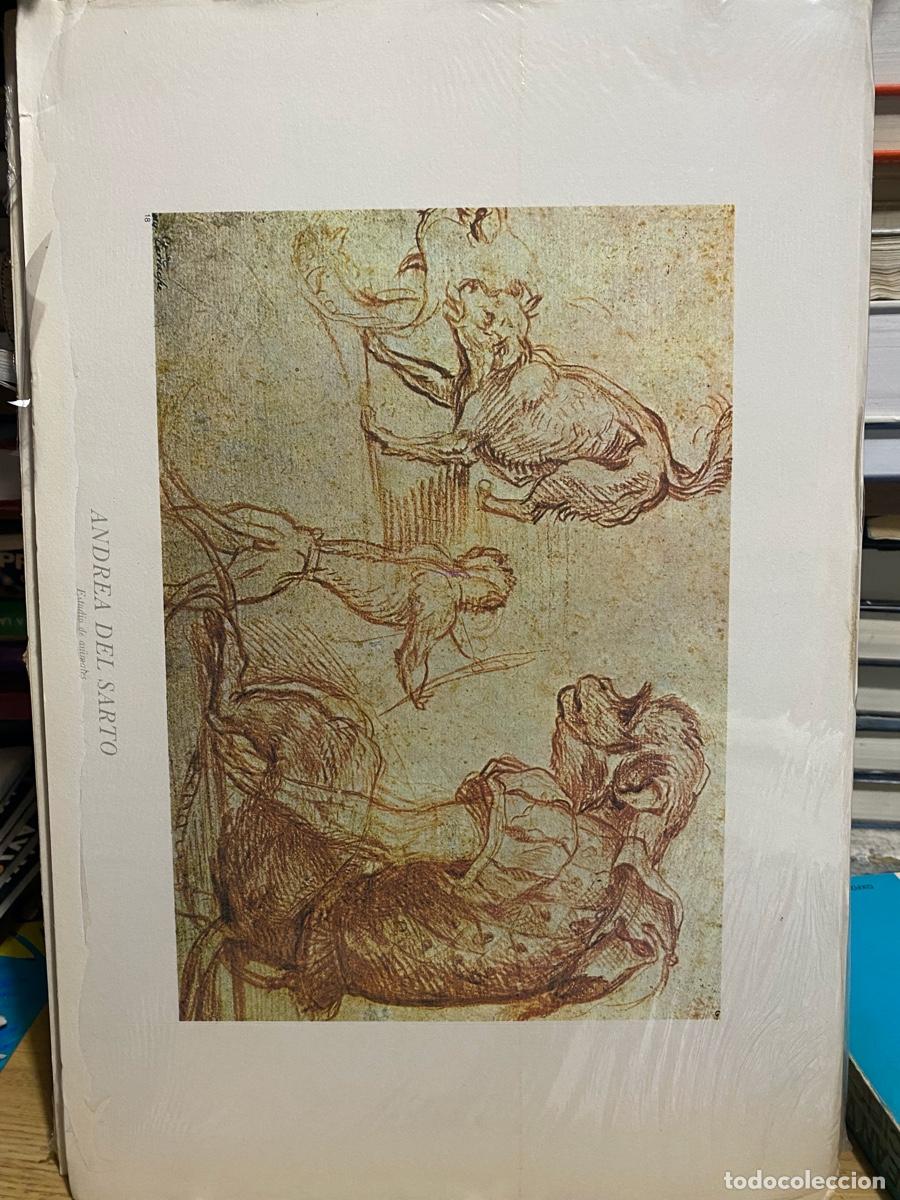 Libros de segunda mano: LAMINA DE ARTE, ANDREA DEL SARTO