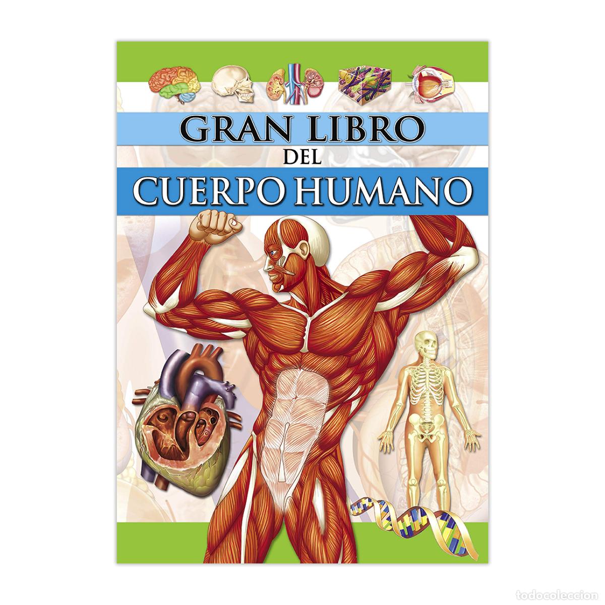 Libros de segunda mano: Salda&ntilde;a El Gran Libro Cuerpo Humano 160 pg 20x28