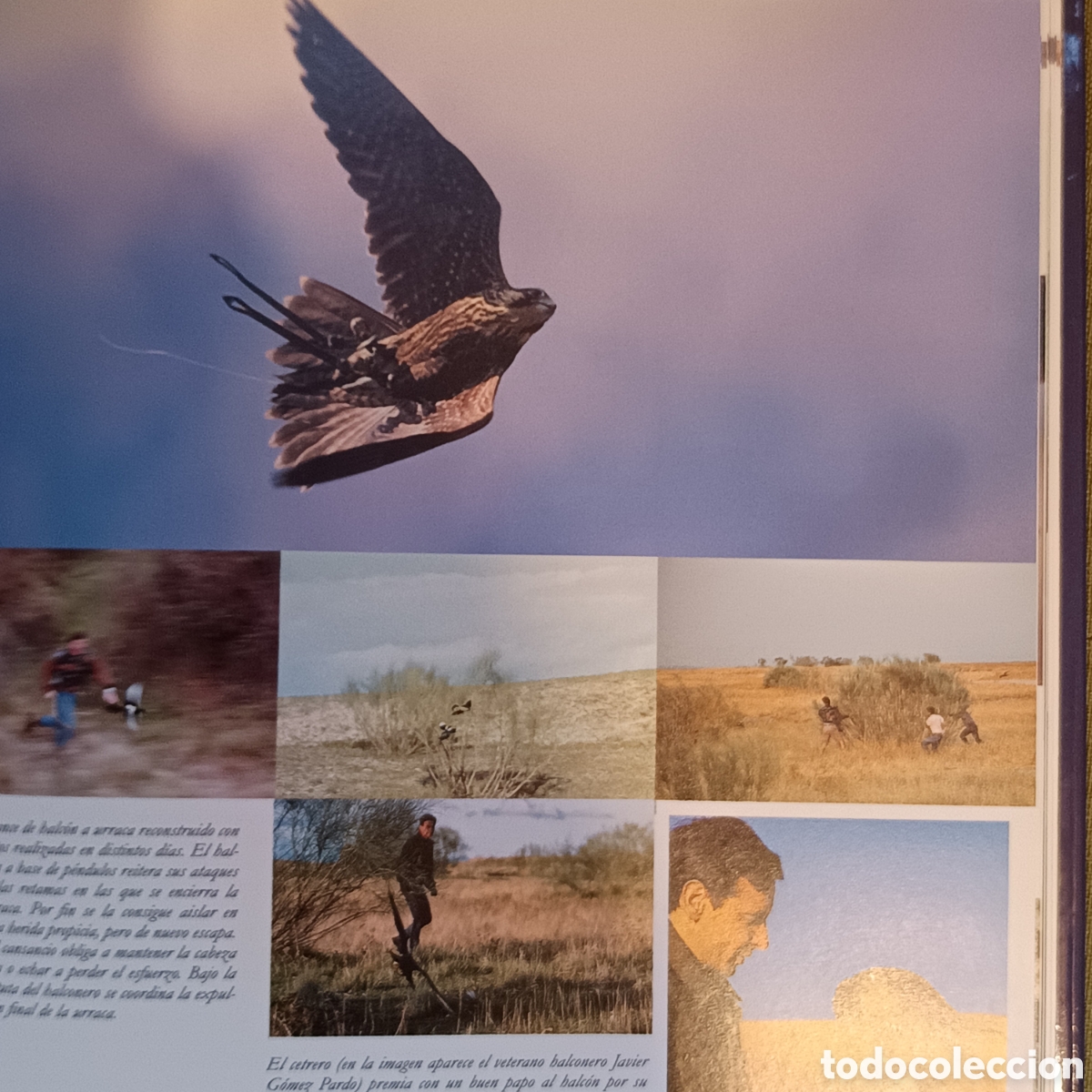 Libros de segunda mano: Conocimiento y pr&aacute;ctica de la cetrer&iacute;a. Javier Ceballos Aranda - Foto 3