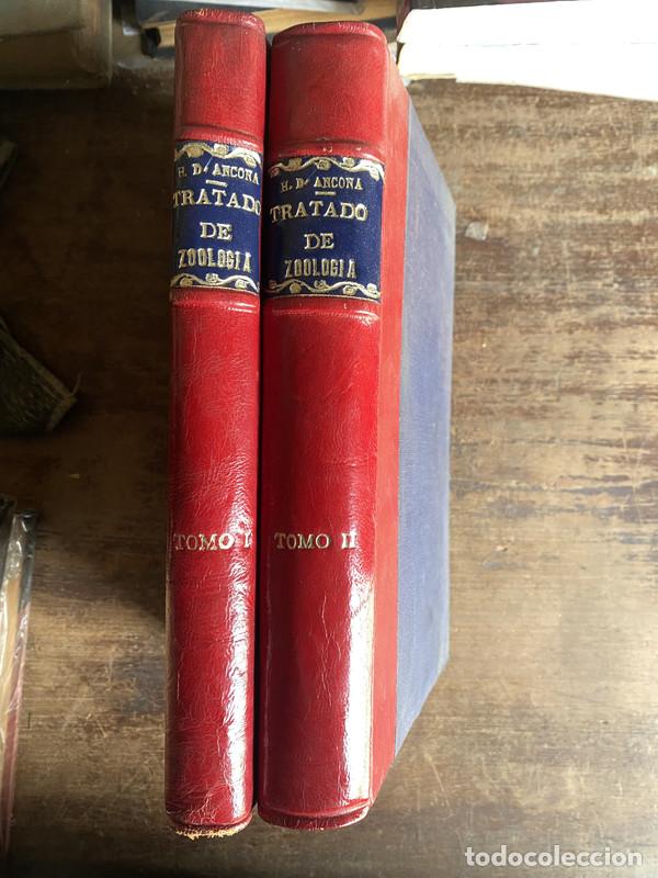 Libros de segunda mano: Tratado de Zoologia - DAncona Humberto - Foto 2