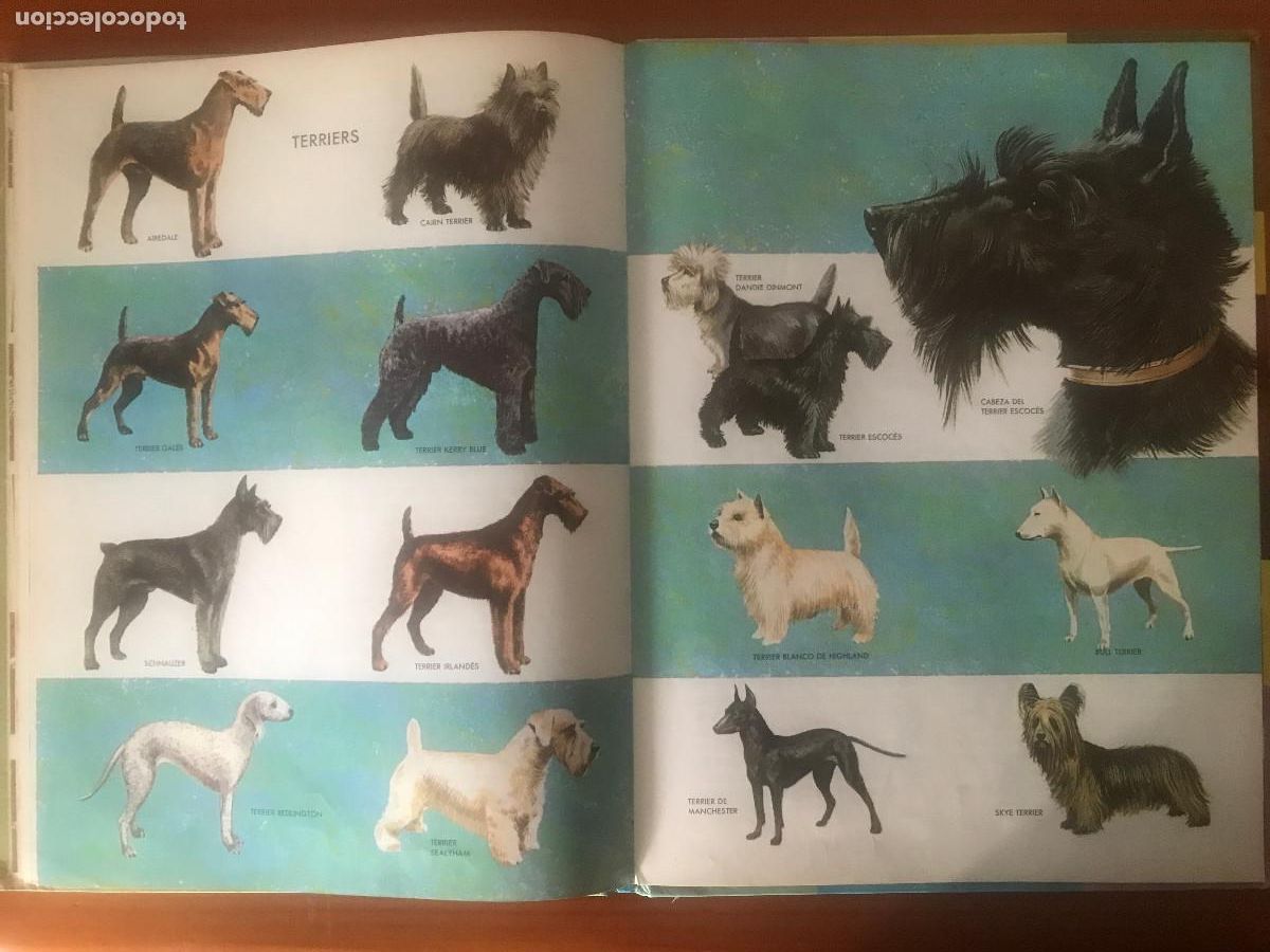 Libros de segunda mano: C&oacute;mo y porqu&eacute; de los perro. Editorial Molino - Foto 4