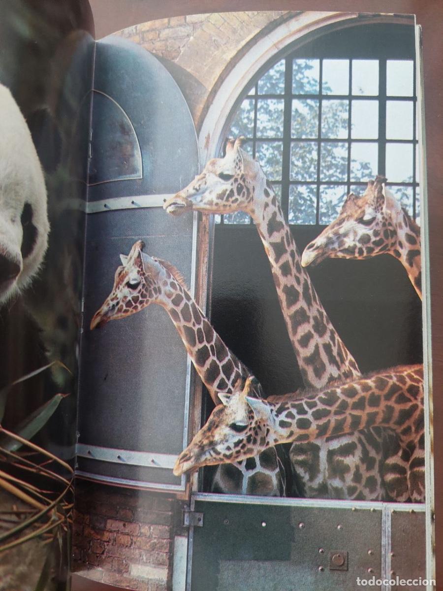 Libros de segunda mano: London Zoo Guide. 1971 - Foto 4