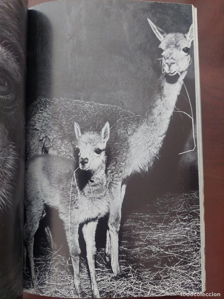 Libros de segunda mano: London Zoo Guide. 1971 - Foto 5