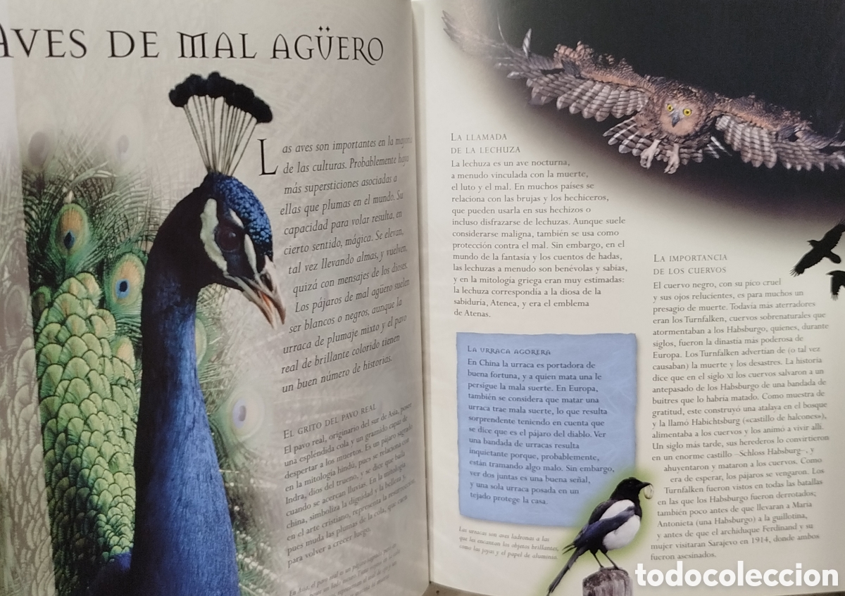 Libros de segunda mano: Inexplicable. Judy Allen. Montena. 1&ordf;edici&oacute;n. 2007. - Foto 3