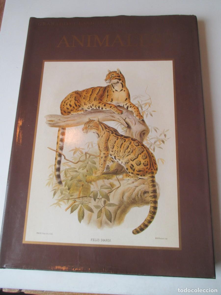 Libros de segunda mano: Grabados cl&aacute;sicos de historia natural ANIMALES W41626