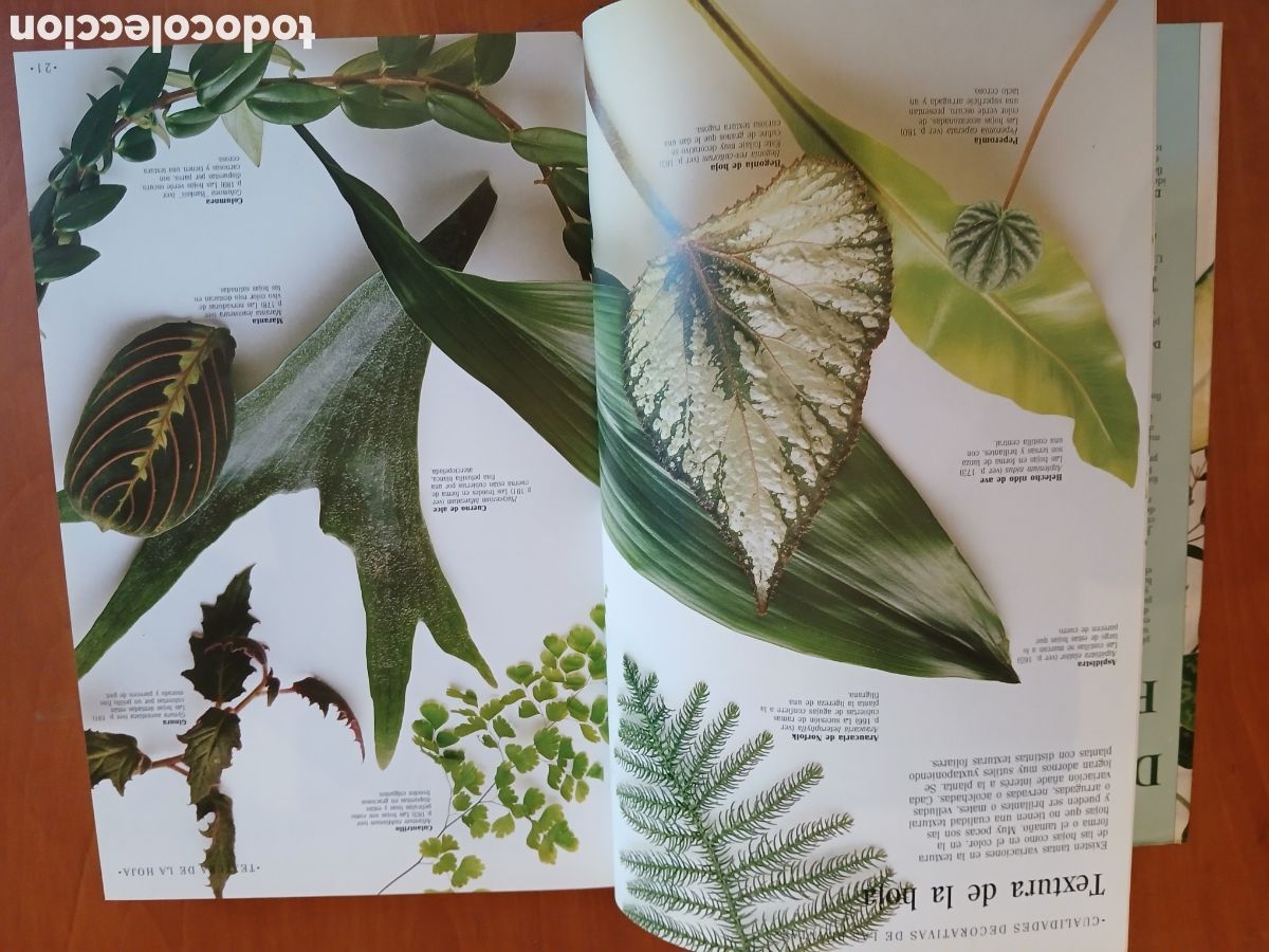 Libros de segunda mano: Decorar con plantas. John Brooks. - Foto 7