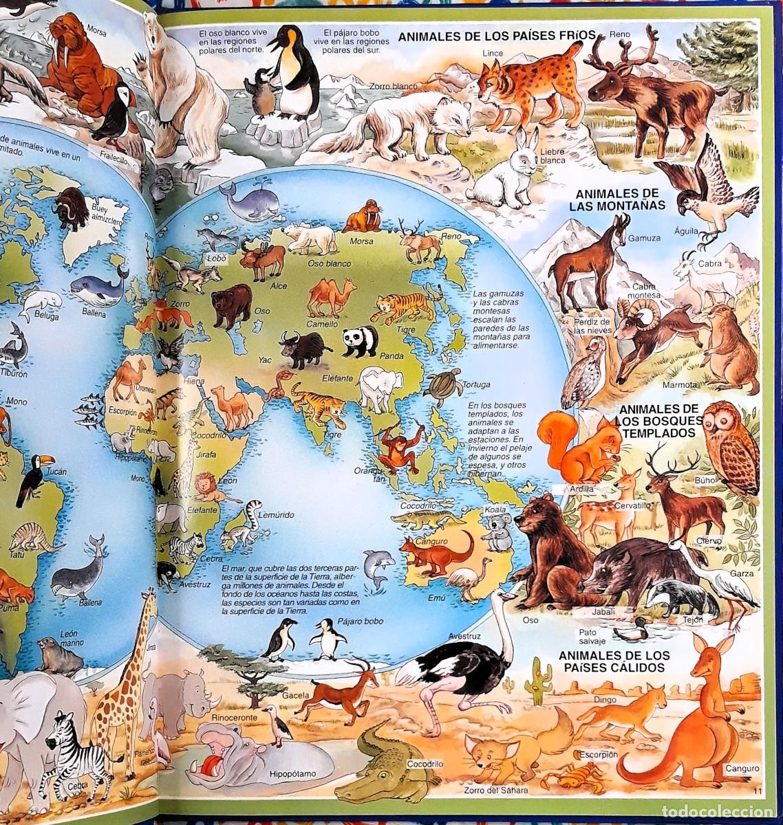 Libros de segunda mano: Atlas de los ni&ntilde;os - &Eacute;ditions Fleurus, 1998 - Foto 6