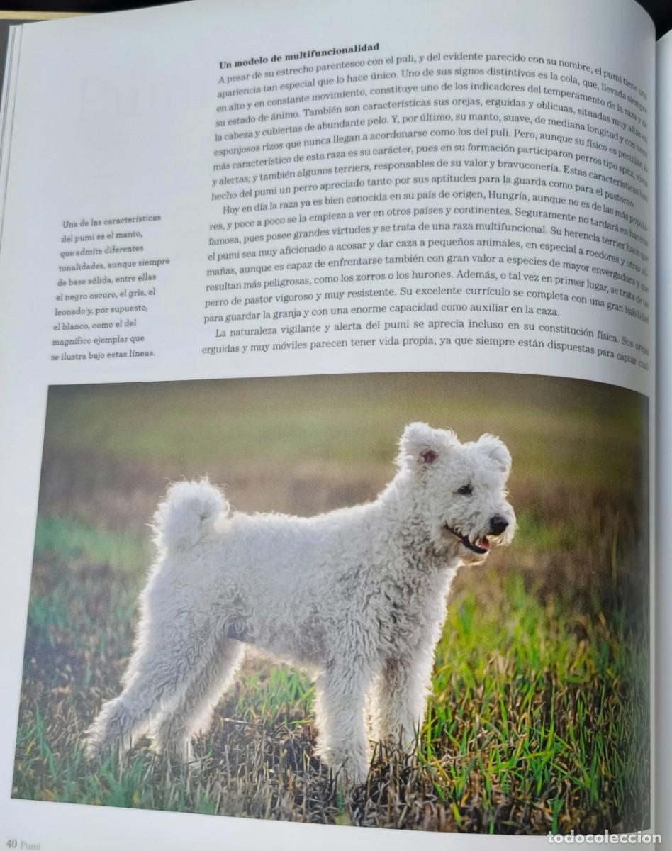 Libros de segunda mano: GRAN ENCICLOPEDIA DEL PERRO (PERROS DE PASTOR) - Foto 3