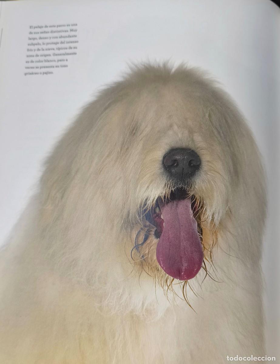Libros de segunda mano: GRAN ENCICLOPEDIA DEL PERRO (PERROS DE PASTOR) - Foto 4
