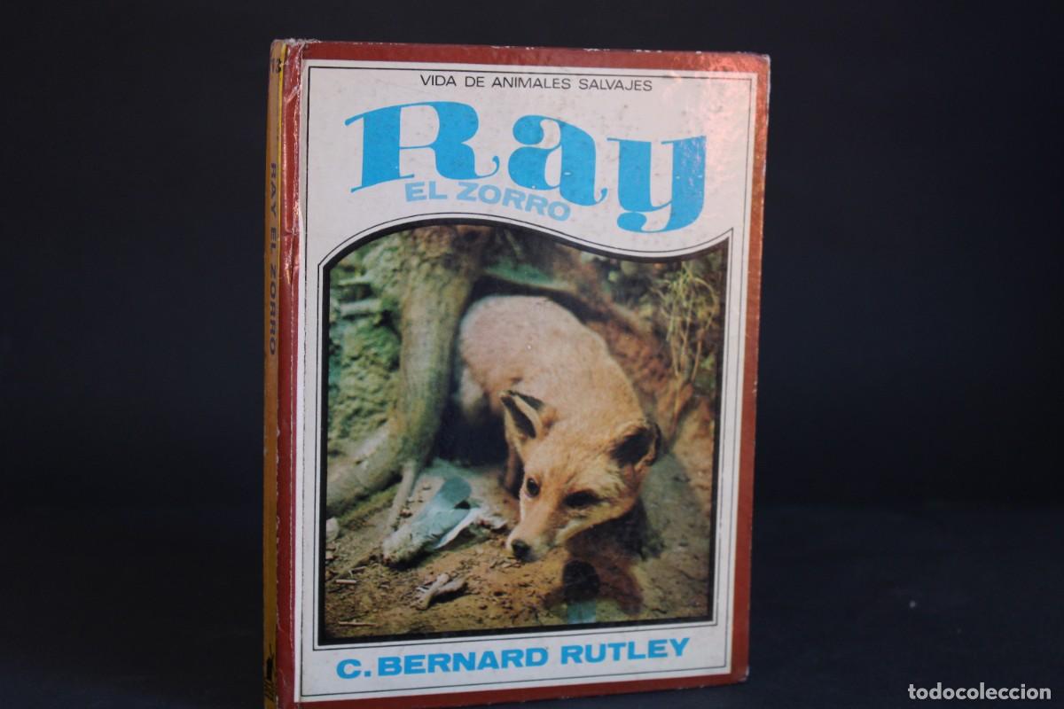 Libros de segunda mano: RAY,EL ZORRO / C.BERNARD RUTLEY