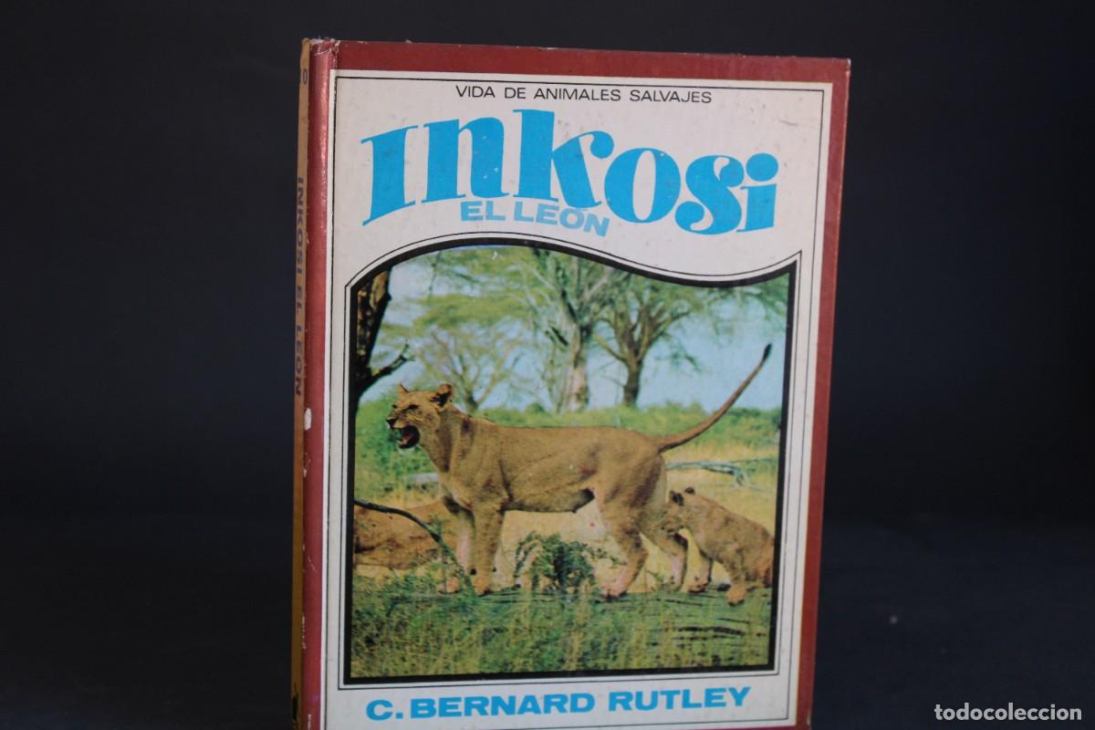 Libros de segunda mano: INKOSI,EL LEON / C.BERNARD RUTLEY