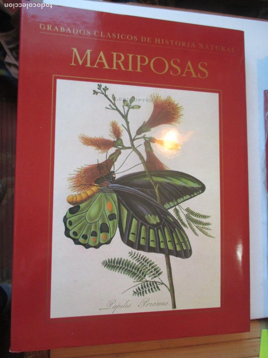 Libros de segunda mano: Grabados cl&aacute;sicos de Historia Natural Mariposas W41849