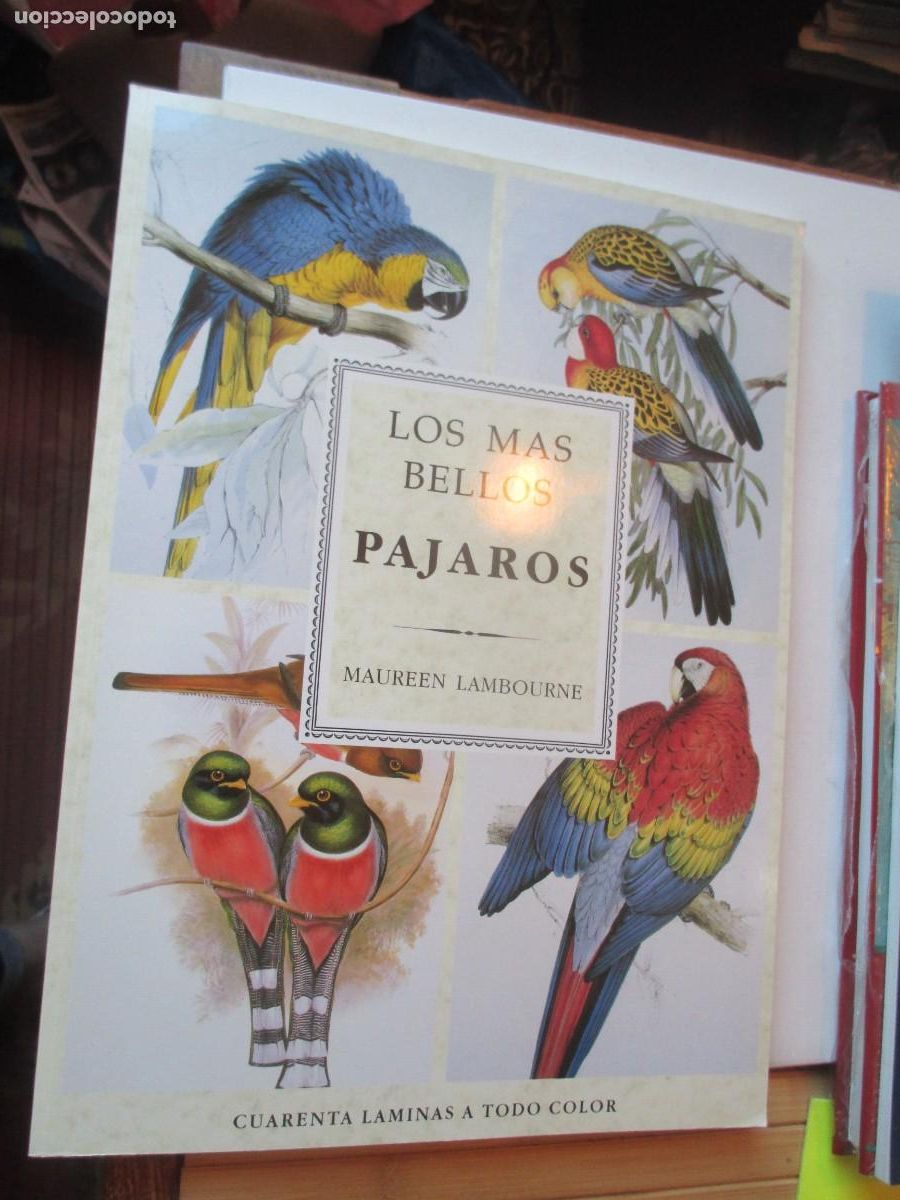 Libros de segunda mano: MAUREEN LAMBOURNE Los m&aacute;s bellos p&aacute;jaros (40 l&aacute;minas en color) W41850