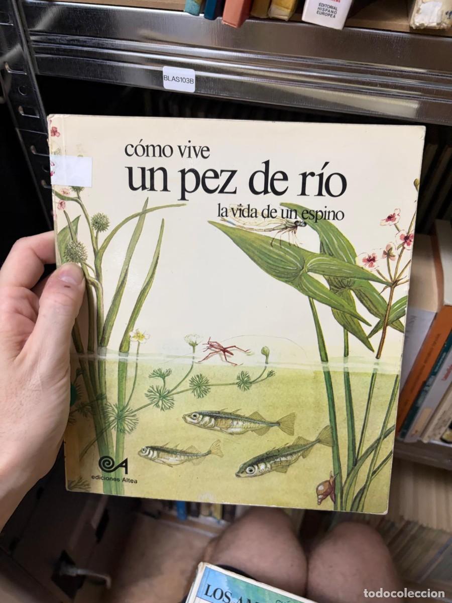 Libros de segunda mano: BLAS103B C&oacute;mo vive un pez de r&iacute;o. La vida de un espino - - Ediciones Altea