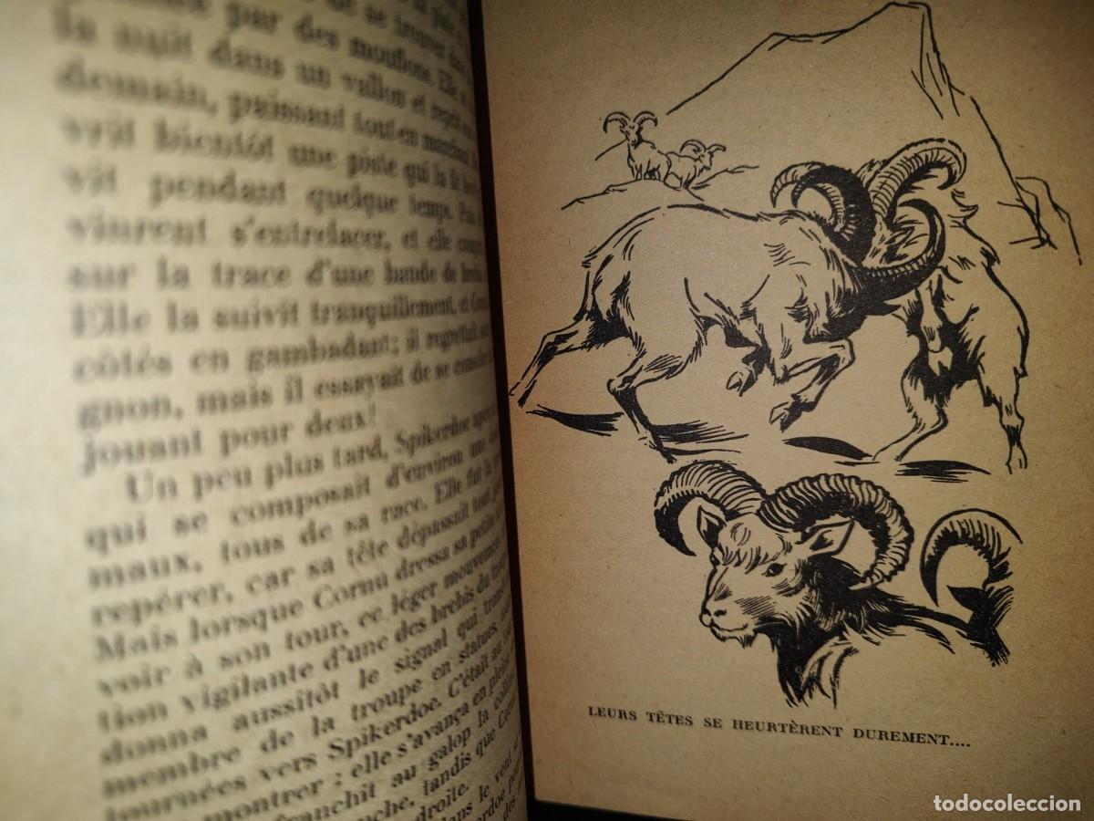 Libros de segunda mano: 201- Krag Le Mouflon - E. T. Seton - Hachette, 1954 - Foto 6