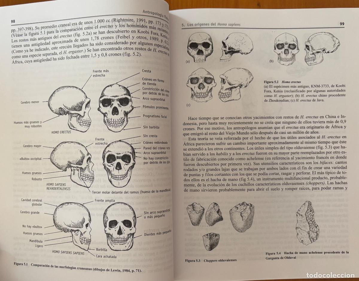 Libros de segunda mano: ANTROPOLOGIA- INTRODUCCION- MARVIN HARRIS- 2004 - Foto 7