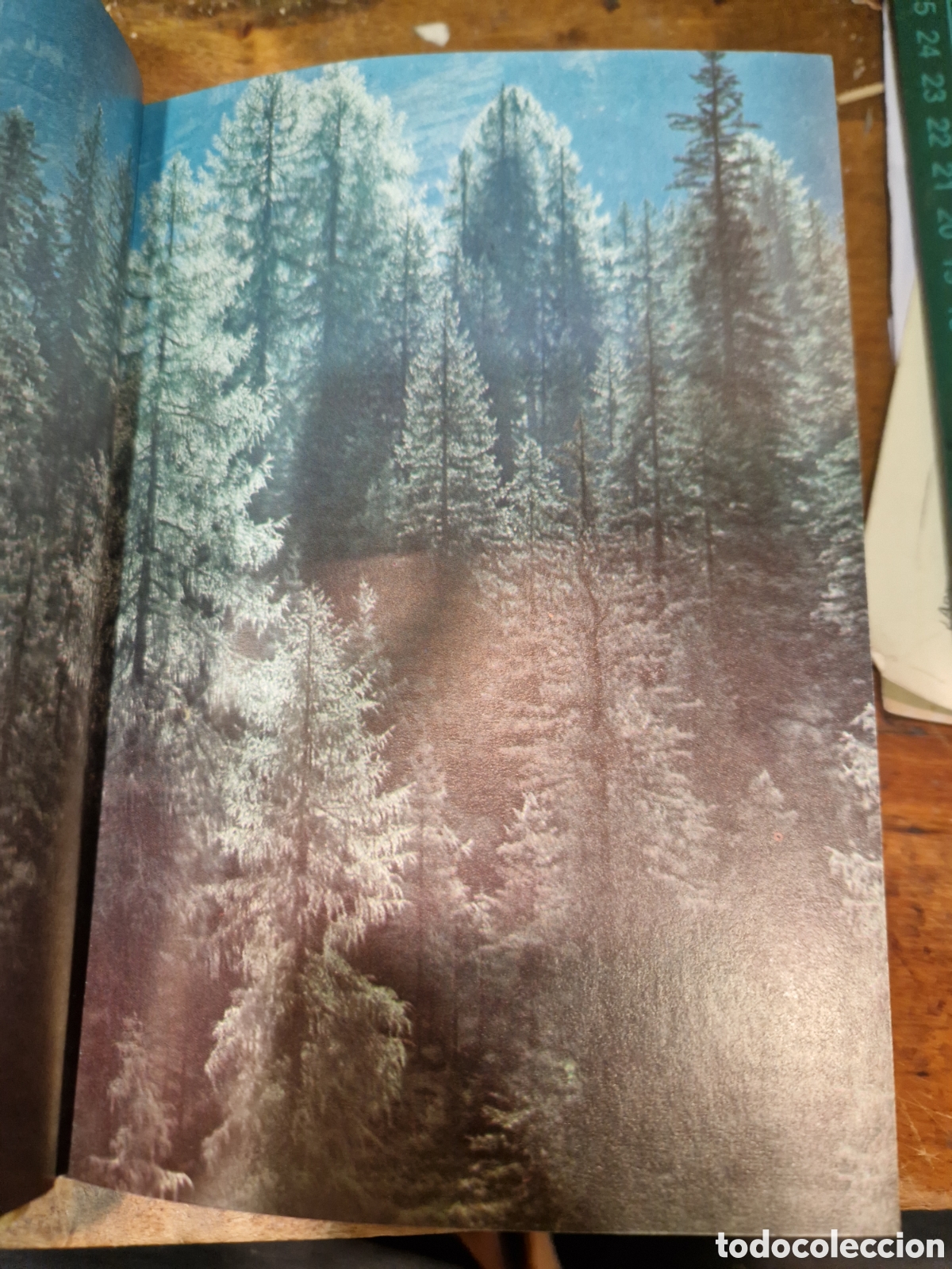 Libros de segunda mano: DONZELLI, R. La madera: C&oacute;mo conocerla y trabajarla - Foto 3