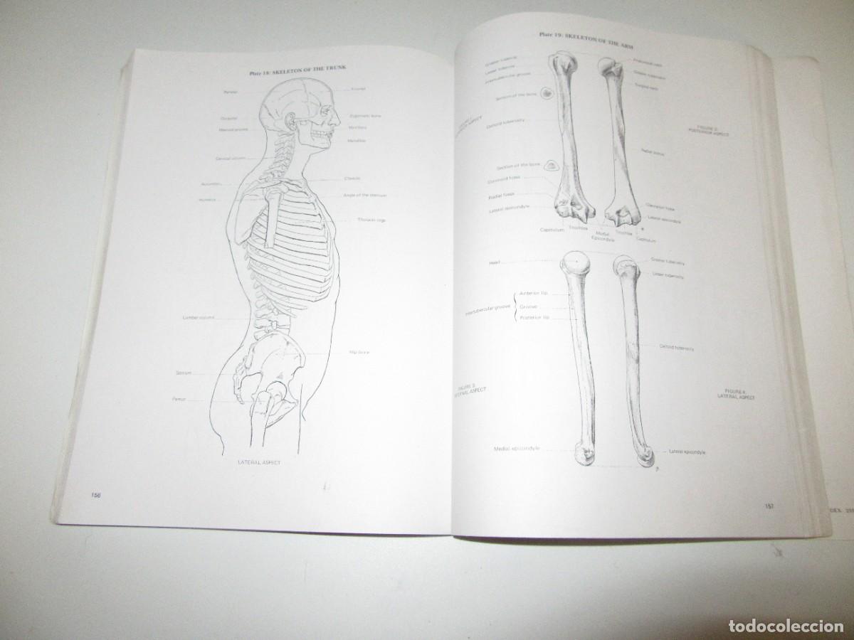 Libros de segunda mano: Artistic Anatomy - Richer - Foto 2