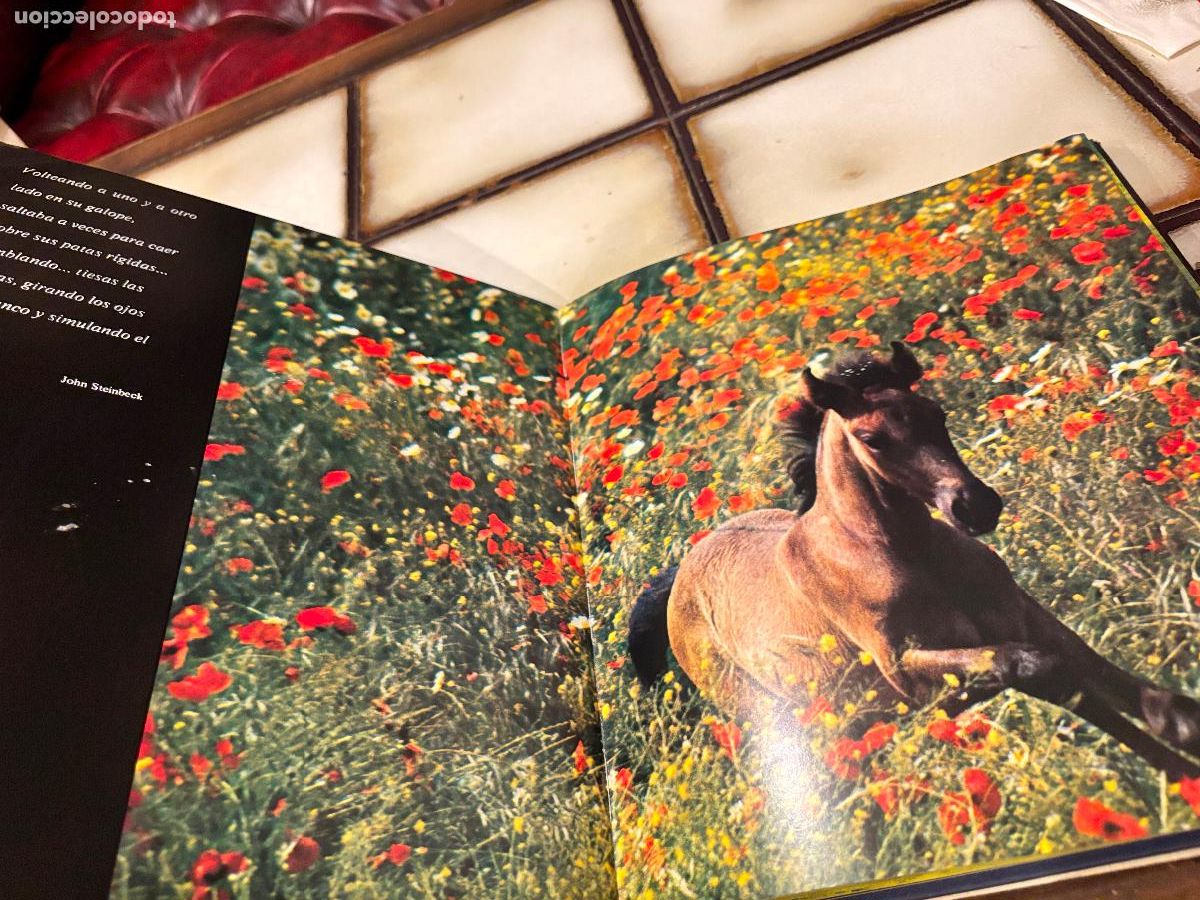 Libros de segunda mano: El noble bruto. Homenaje al caballo espa&ntilde;ol. Robert Vavra. - Foto 6