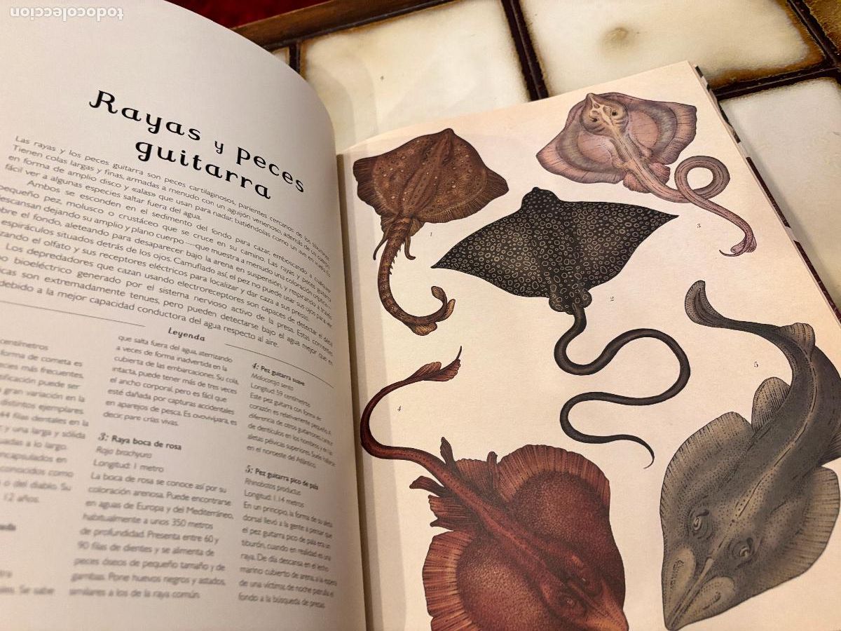 Libros de segunda mano: Animalium. Katie Scott / Jenny Broom. - Foto 4