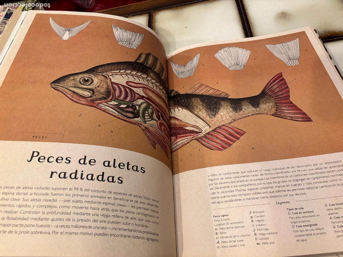 Libros de segunda mano: Animalium. Katie Scott / Jenny Broom. - Foto 5