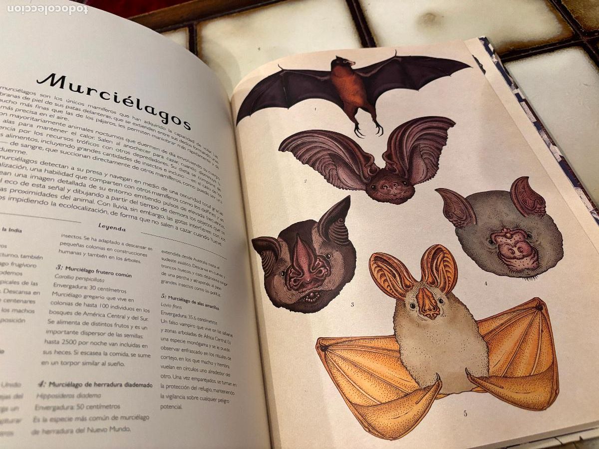 Libros de segunda mano: Animalium. Katie Scott / Jenny Broom. - Foto 6