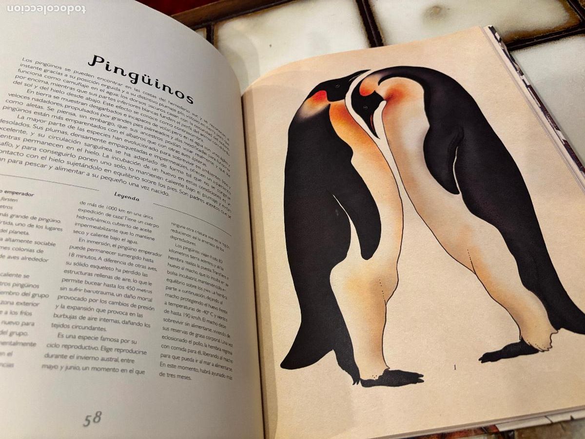 Libros de segunda mano: Animalium. Katie Scott / Jenny Broom. - Foto 7
